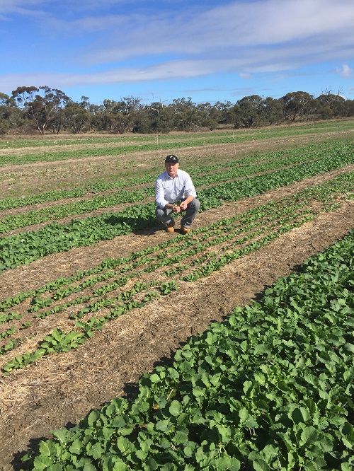 The stark difference between the crop topdressed with 50 kg/ha of nitrogen (foreground) and starter nitrogen only.